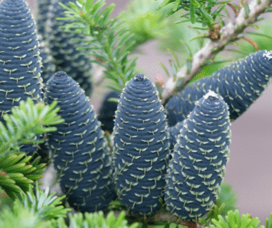 Abies Spectabilis – A Natural Support for Breathing and Immunity